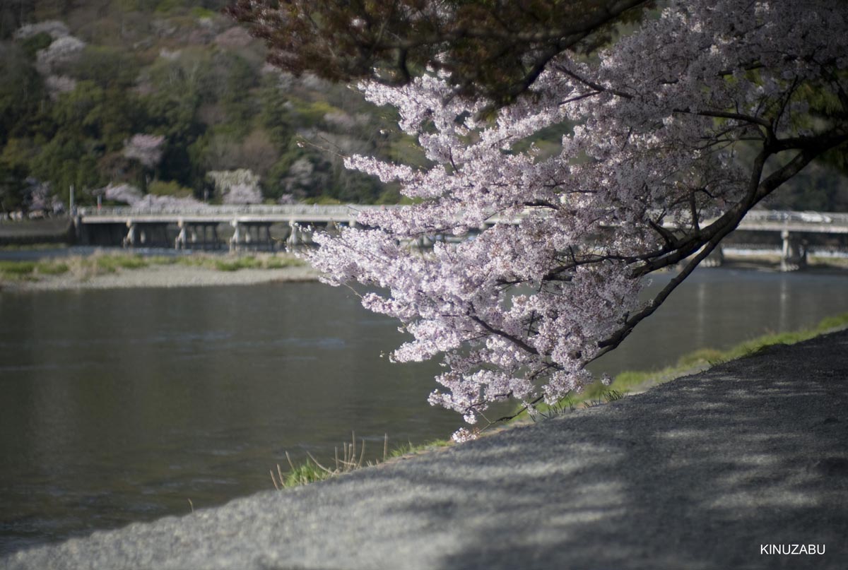 京都洛西の桜、嵐山、嵯峨野、清凉寺、大沢池