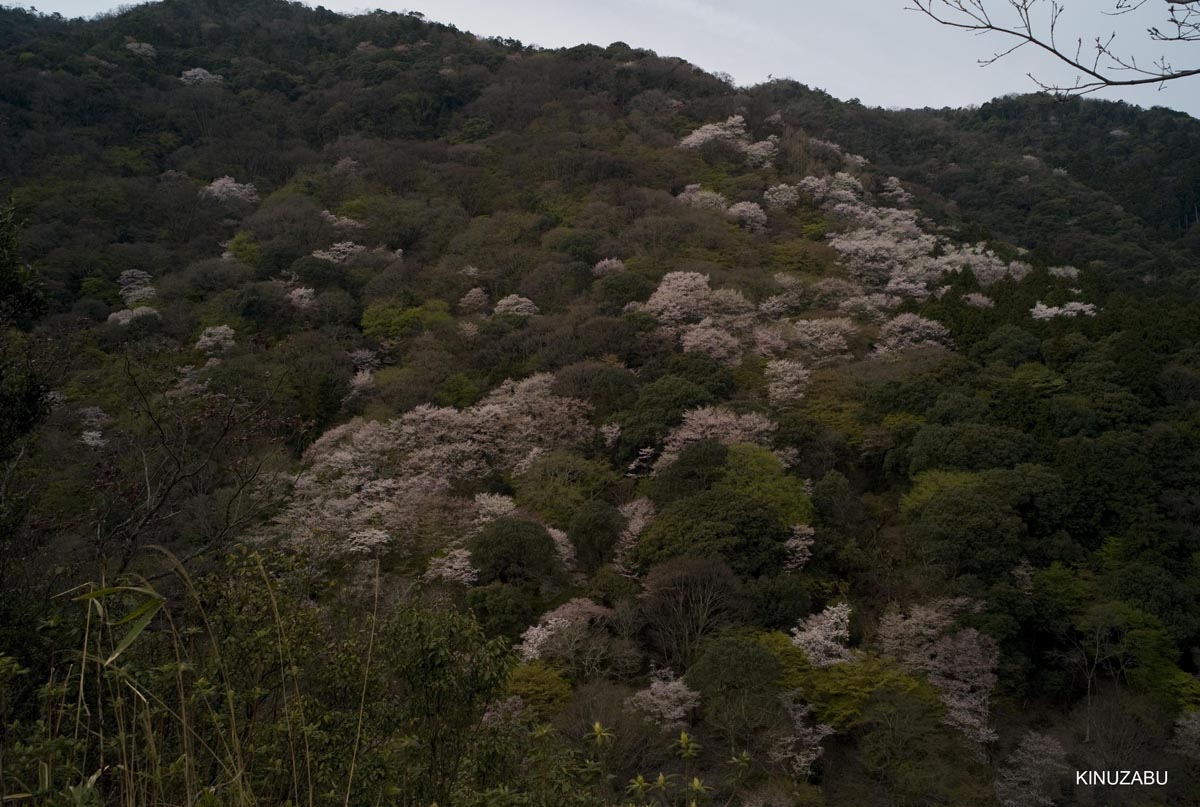 京都洛西の桜、嵐山、嵯峨野、清凉寺、大沢池