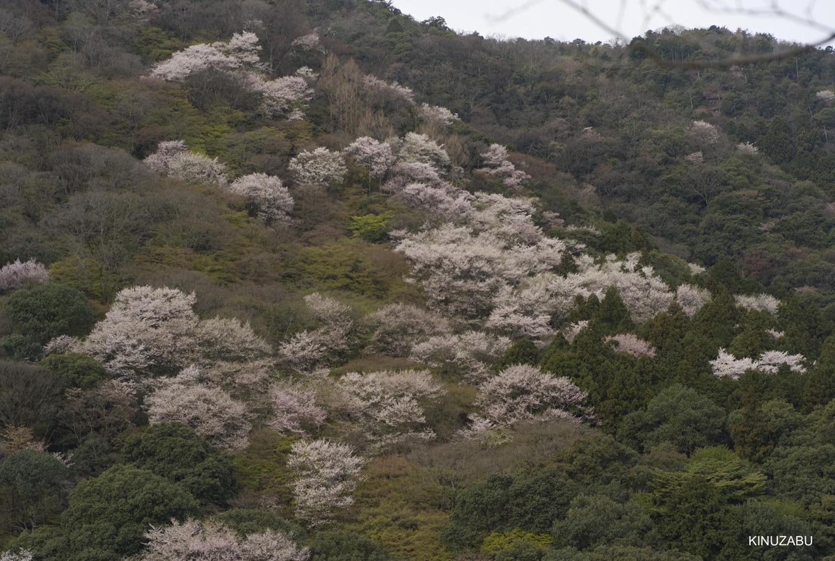 京都洛西の桜、嵐山、嵯峨野、清凉寺、大沢池