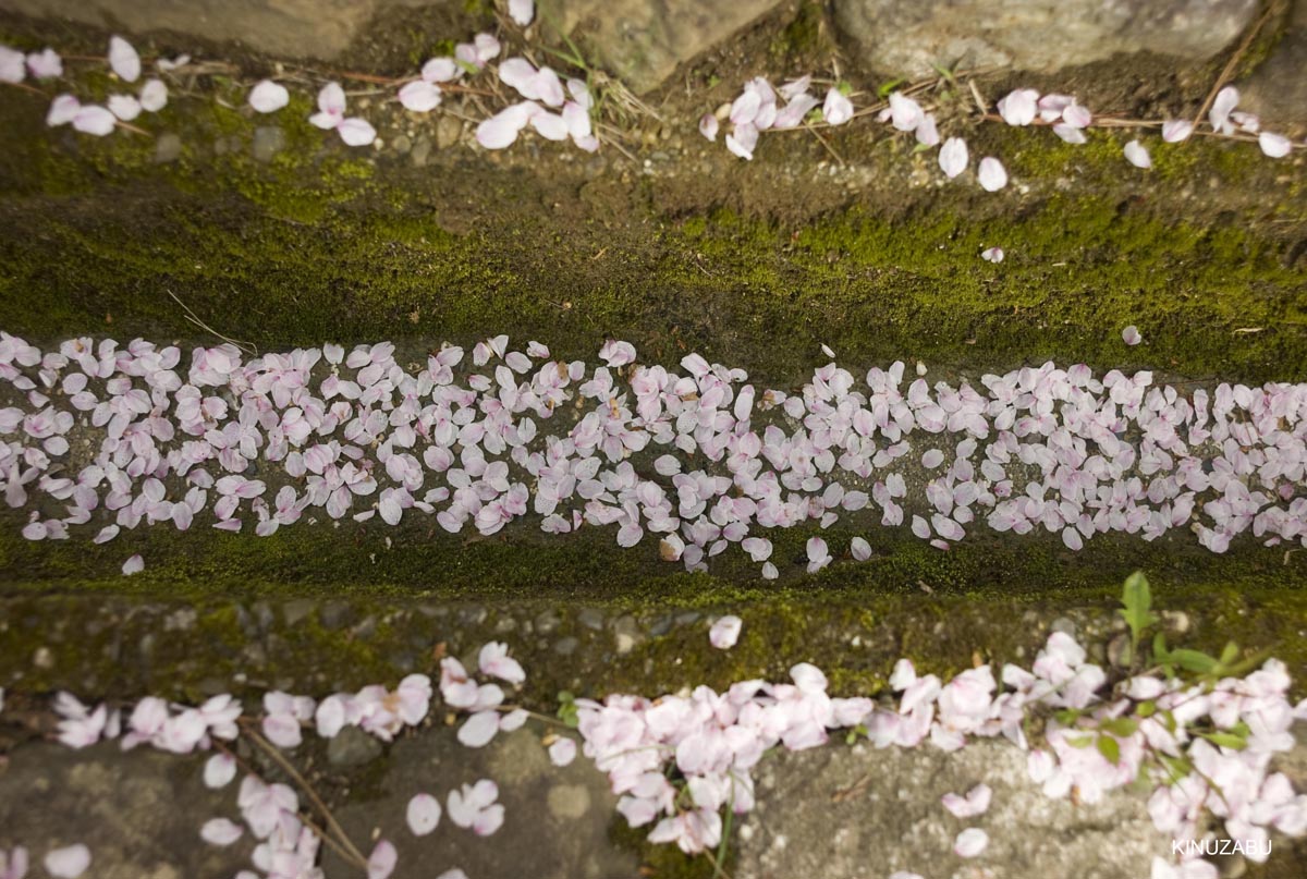 京都洛西の桜、嵐山、嵯峨野、清凉寺、大沢池