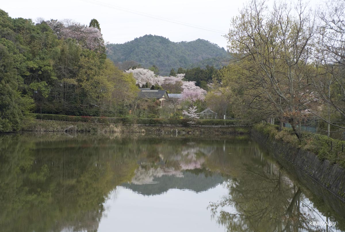 京都洛西の桜、嵐山、嵯峨野、清凉寺、大沢池