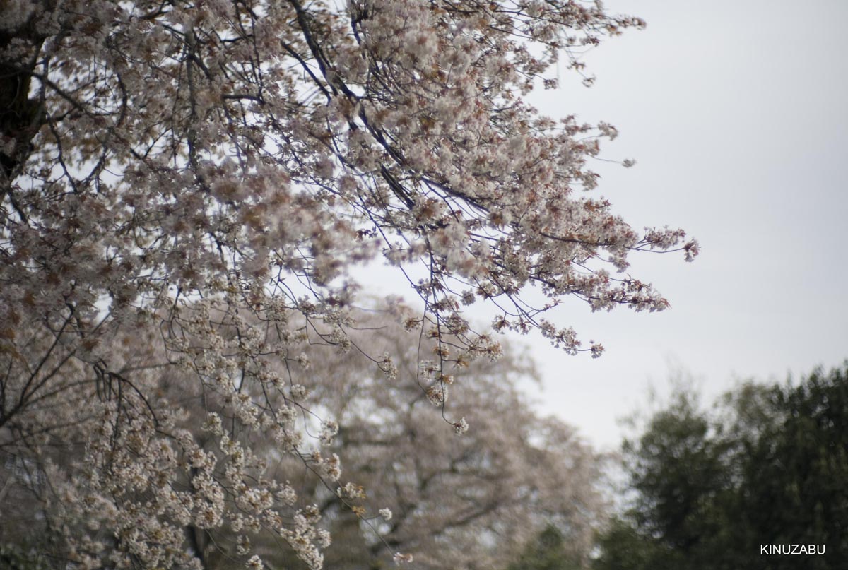 京都洛西の桜、嵐山、嵯峨野、清凉寺、大沢池