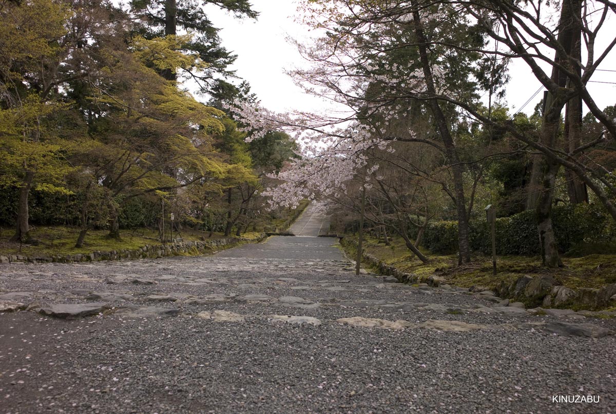 京都洛西の桜、嵐山、嵯峨野、清凉寺、大沢池