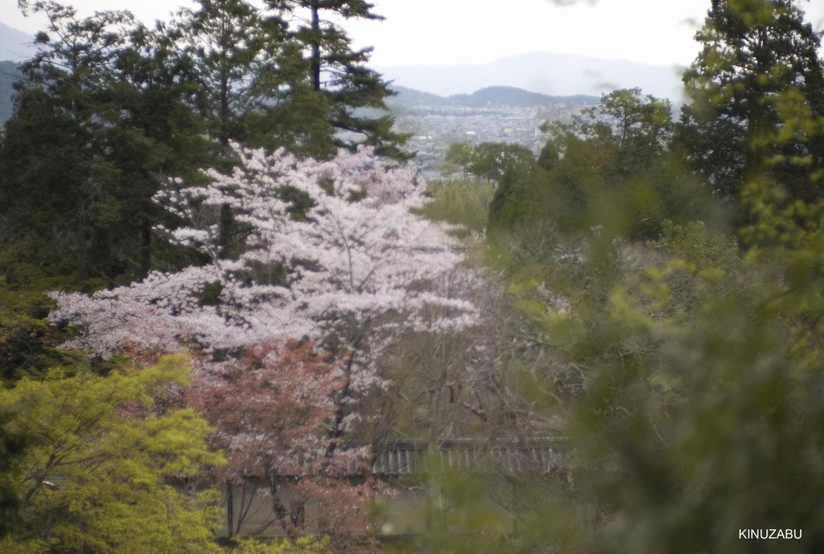 京都洛西の桜、嵐山、嵯峨野、清凉寺、大沢池