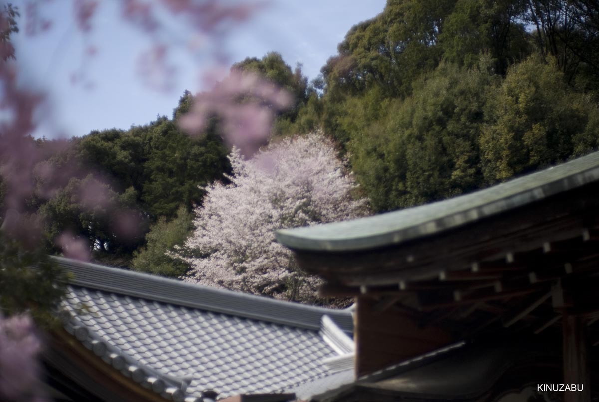 京都洛西の桜、嵐山、嵯峨野、清凉寺、大沢池