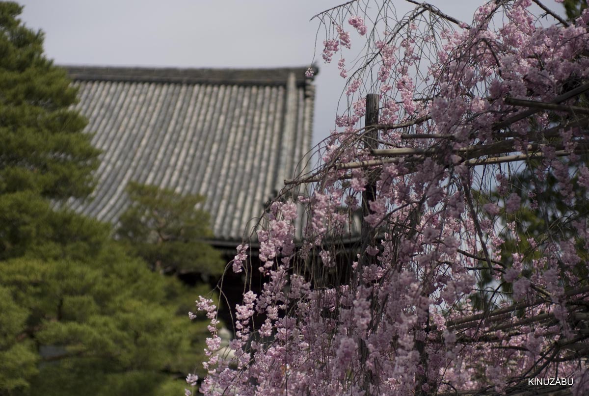 京都洛西の桜、嵐山、嵯峨野、清凉寺、大沢池