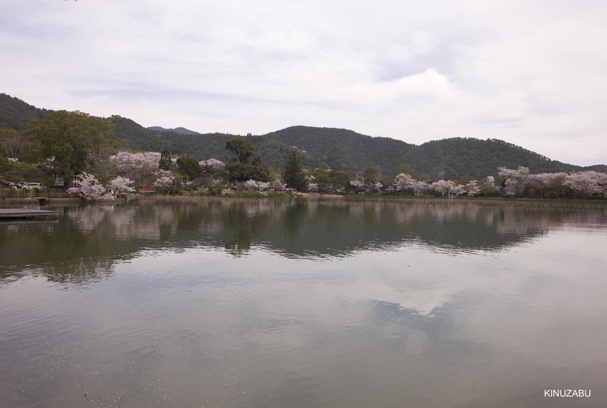 京都洛西の桜、嵐山、嵯峨野、清凉寺、大沢池
