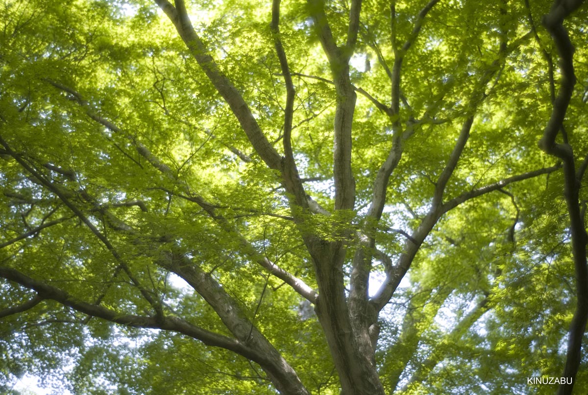 仙洞御所　参観　京都　宮内庁　京都御苑　新緑　5月