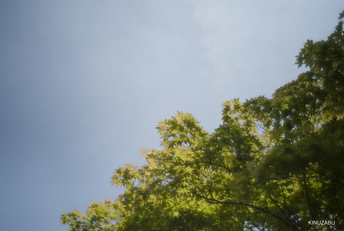 仙洞御所　参観　京都　宮内庁　京都御苑　新緑　5月