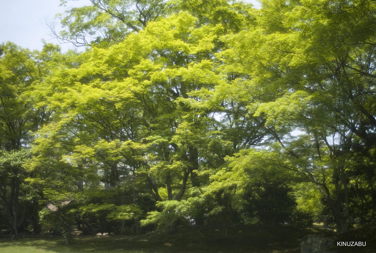 仙洞御所　参観　京都　宮内庁　京都御苑　新緑　5月