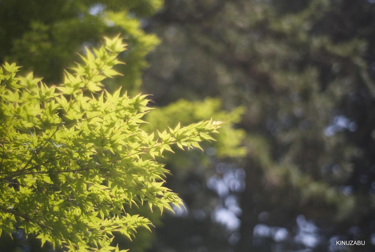 仙洞御所　参観　京都　宮内庁　京都御苑　新緑　5月