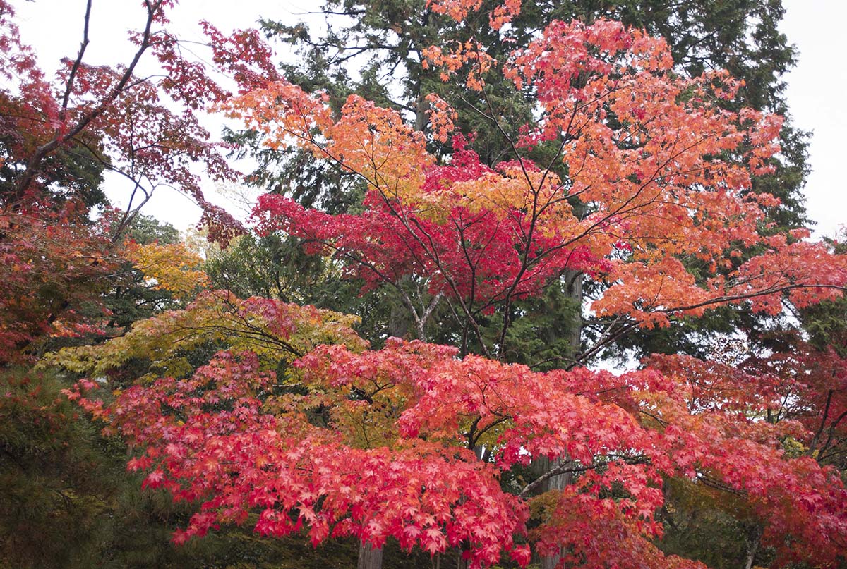 2012年修学院離宮の紅葉