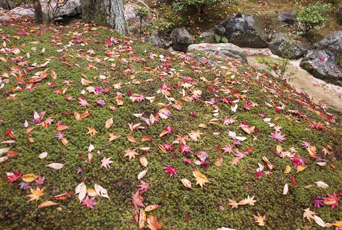 2012年修学院離宮の紅葉