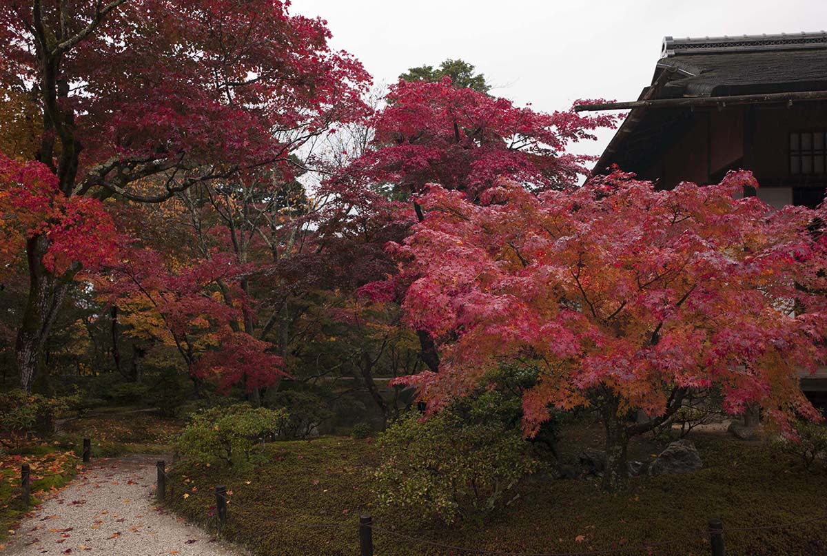 2012年修学院離宮の紅葉