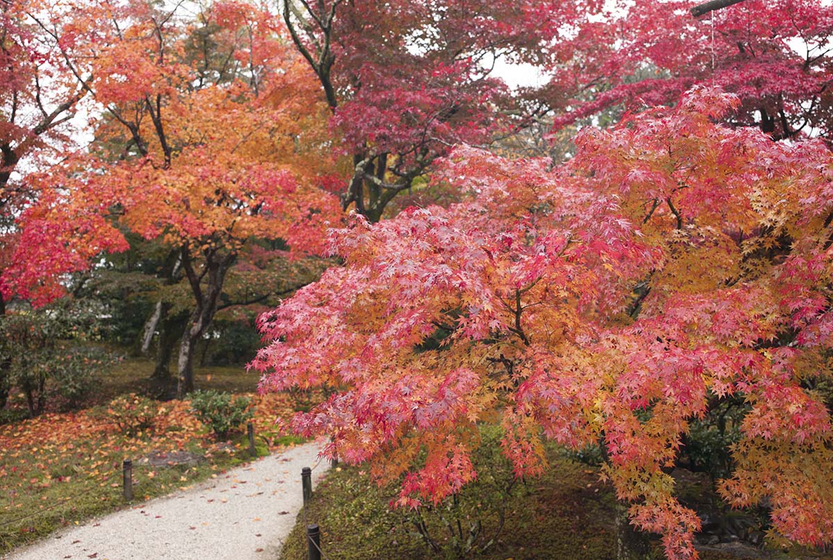 2012年修学院離宮の紅葉