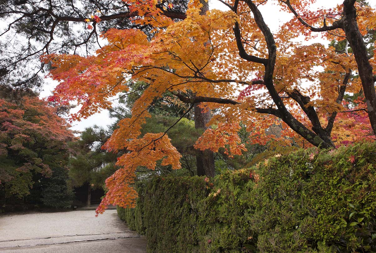 2012年修学院離宮の紅葉