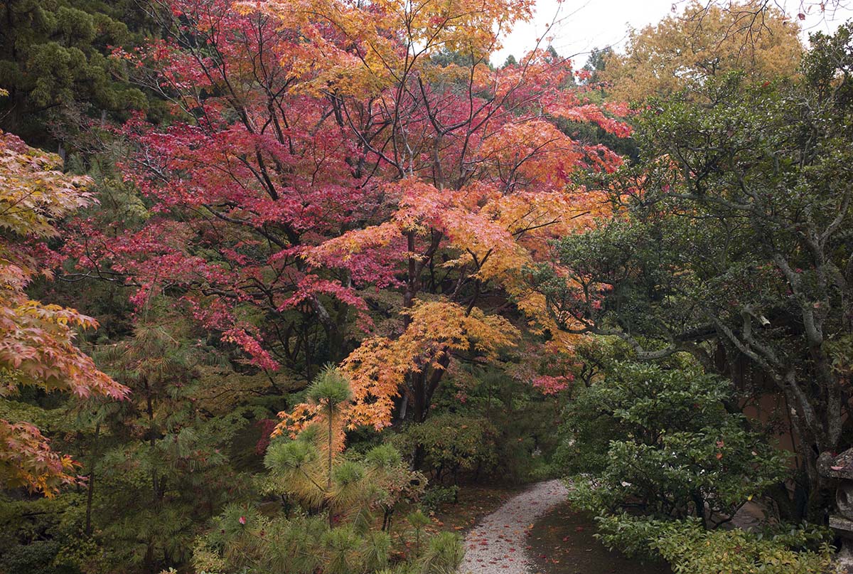 2012年修学院離宮の紅葉