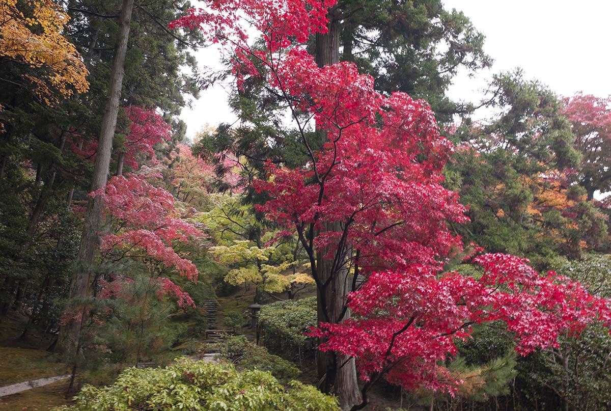 2012年修学院離宮の紅葉