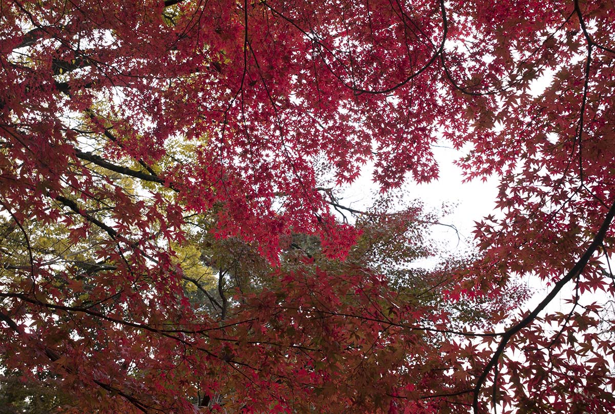 2012年京都御苑の紅葉