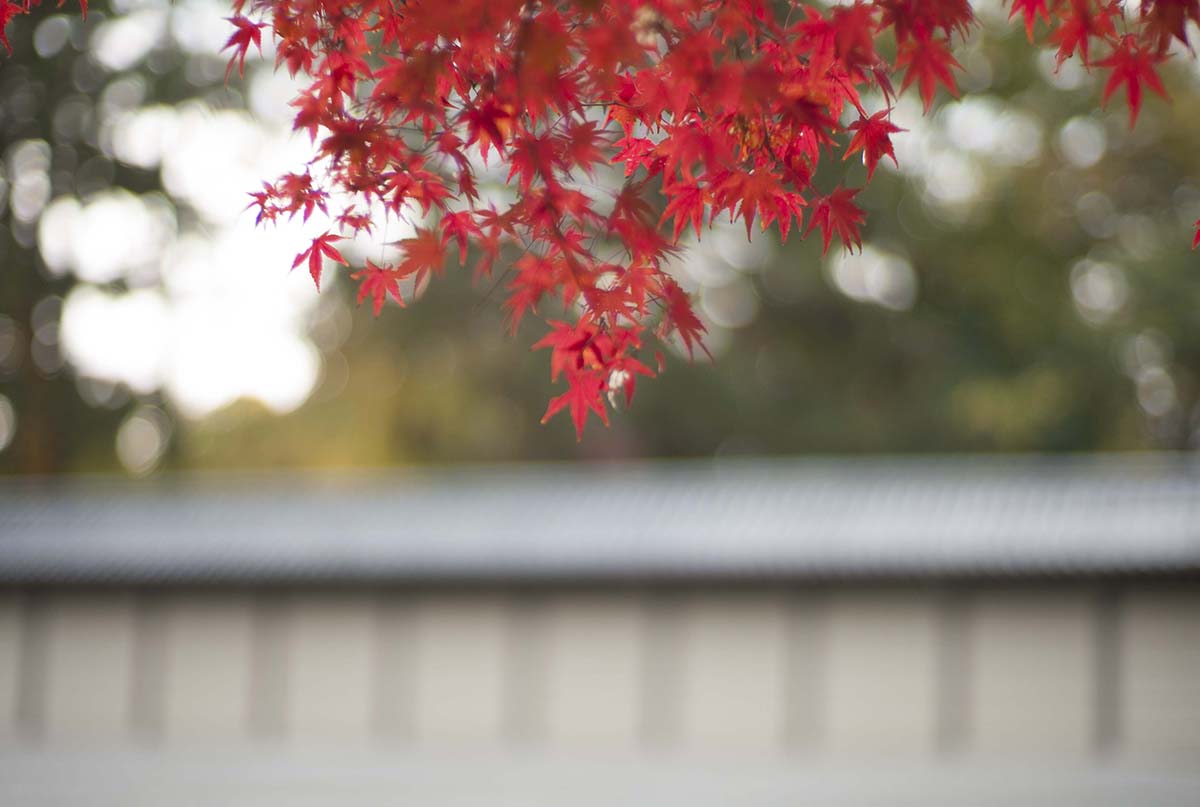 2012年京都御苑の紅葉