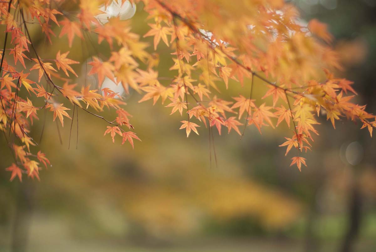 2012年京都御苑の紅葉