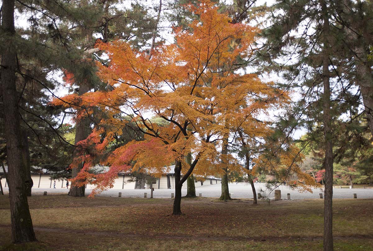 2012年京都御苑の紅葉