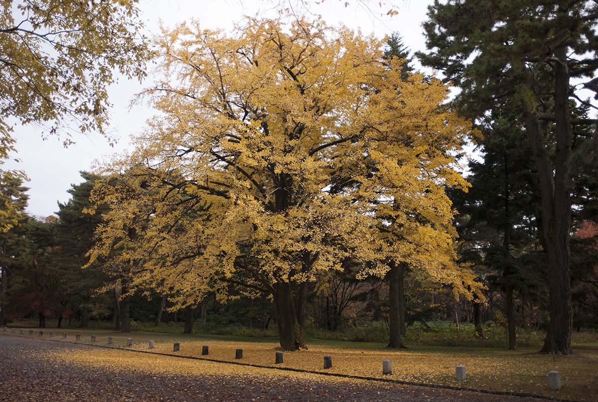 2012年京都御苑の紅葉