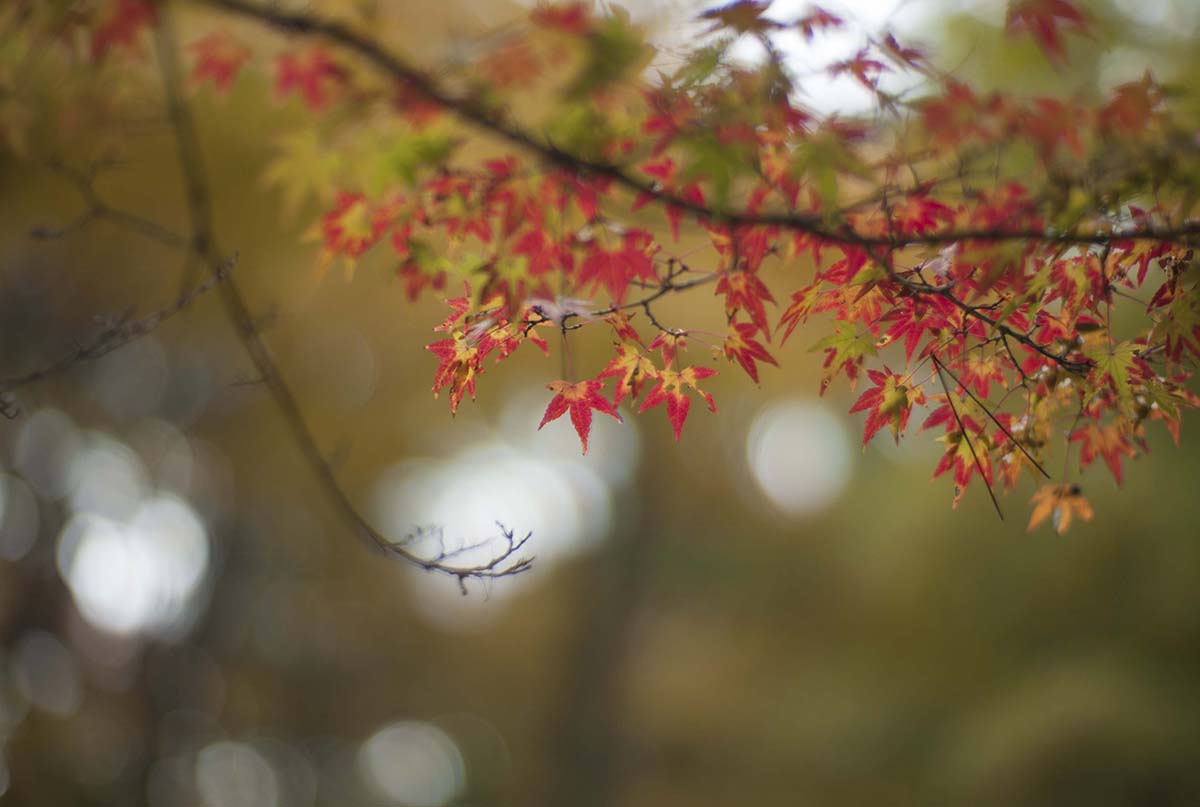 2012年京都御苑の紅葉