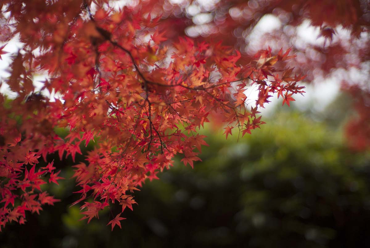 2012年京都御苑の紅葉