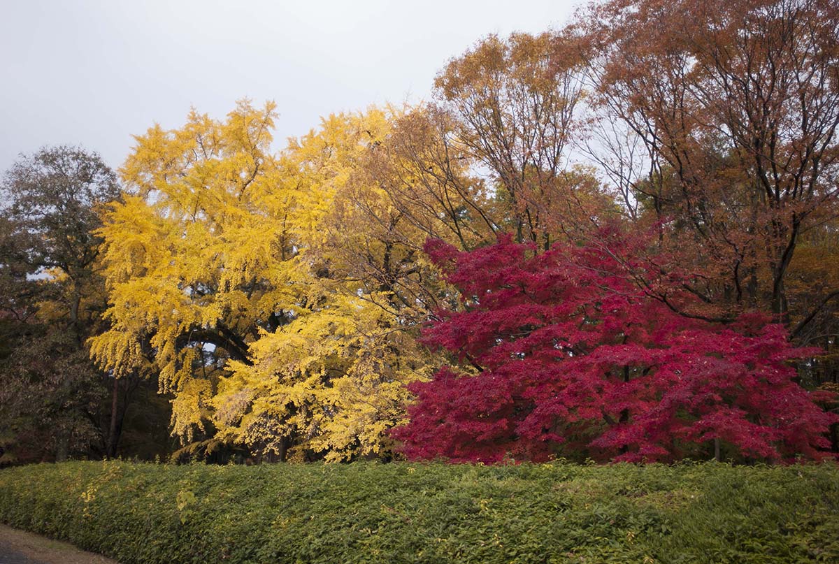 2012年京都御苑の紅葉