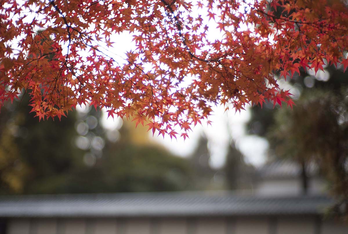 2012年京都御苑の紅葉