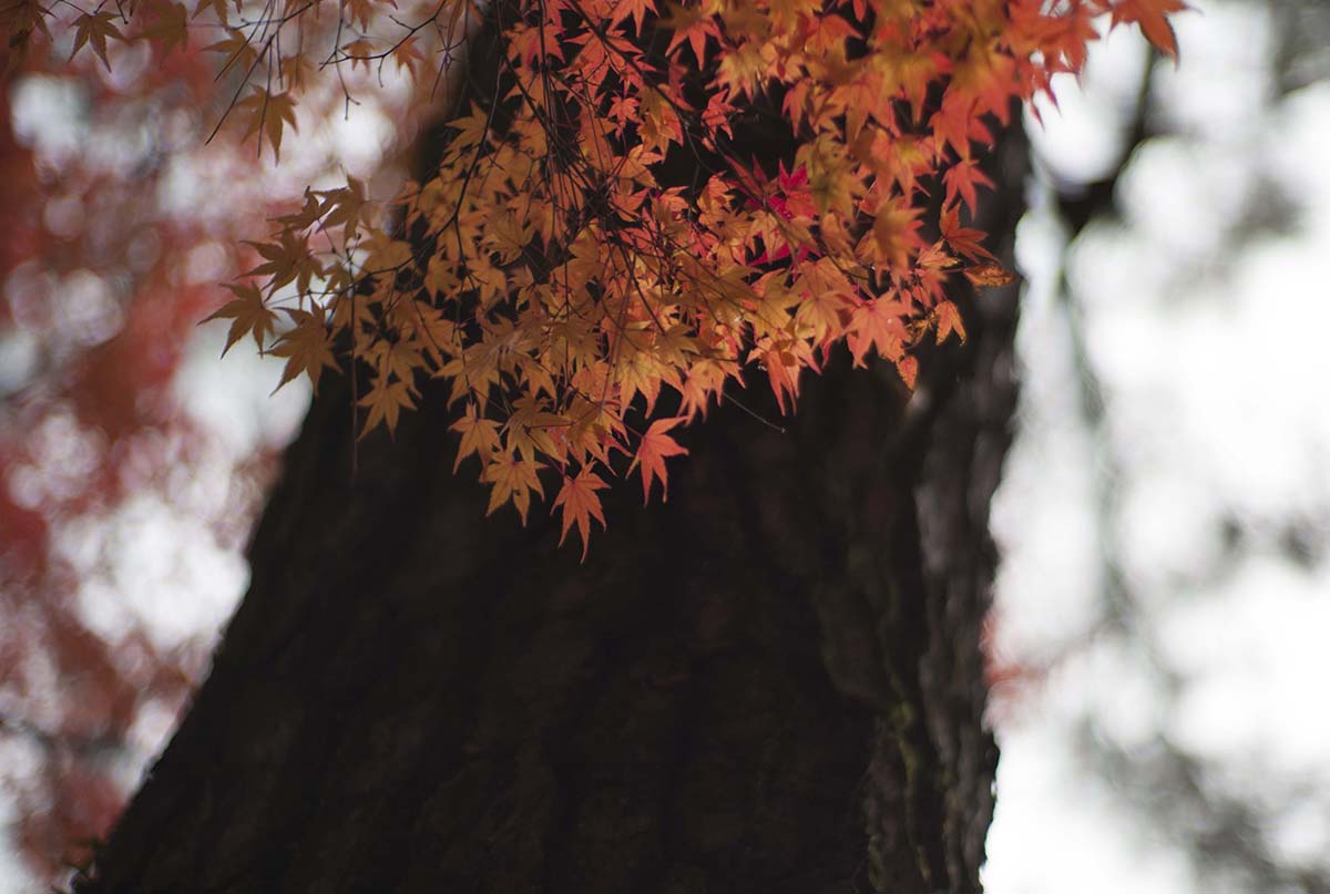 2012年京都御苑の紅葉