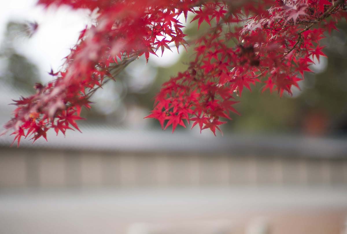 2012年京都御苑の紅葉