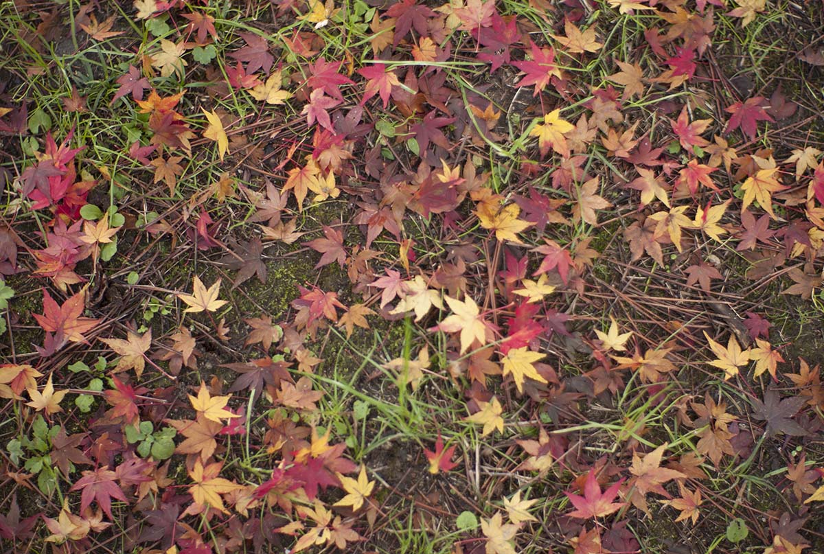 2012年京都御苑の紅葉