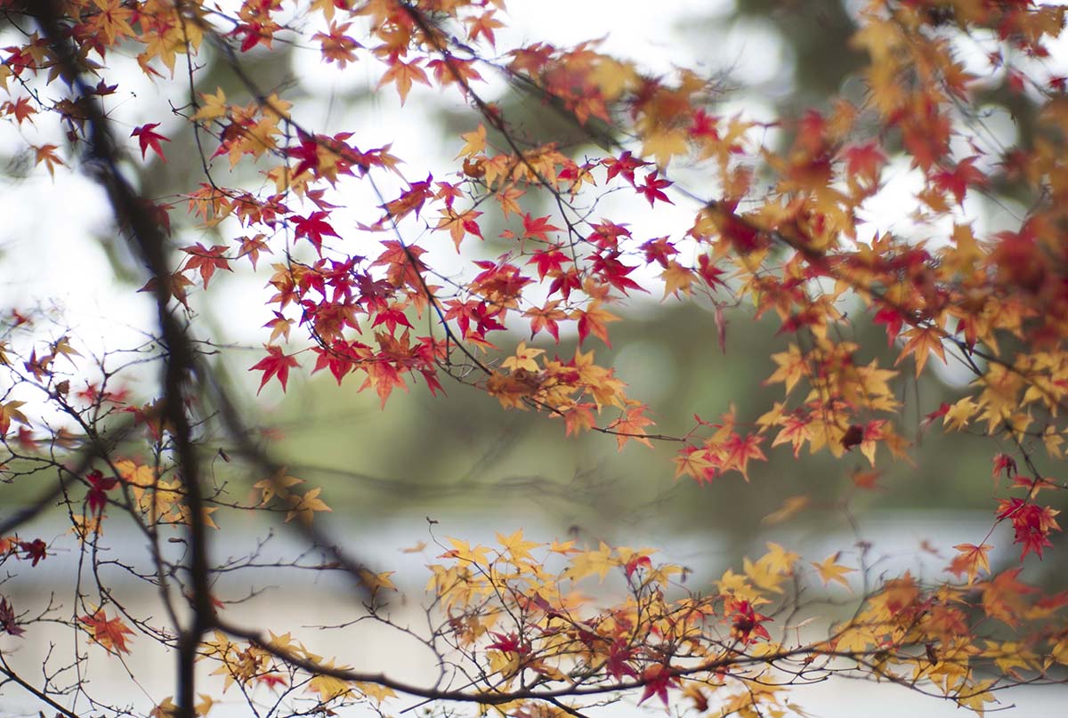 2012年京都御苑の紅葉