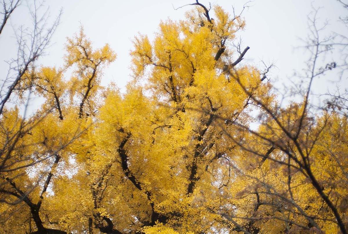 2012年京都御苑の紅葉