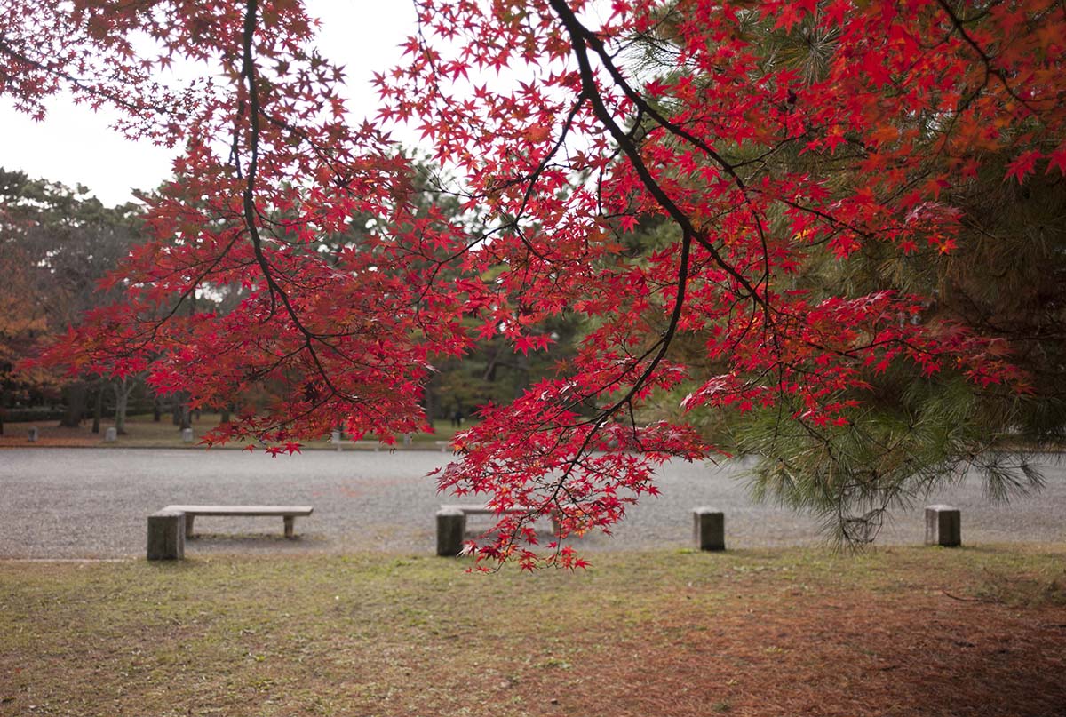 2012年京都御苑の紅葉