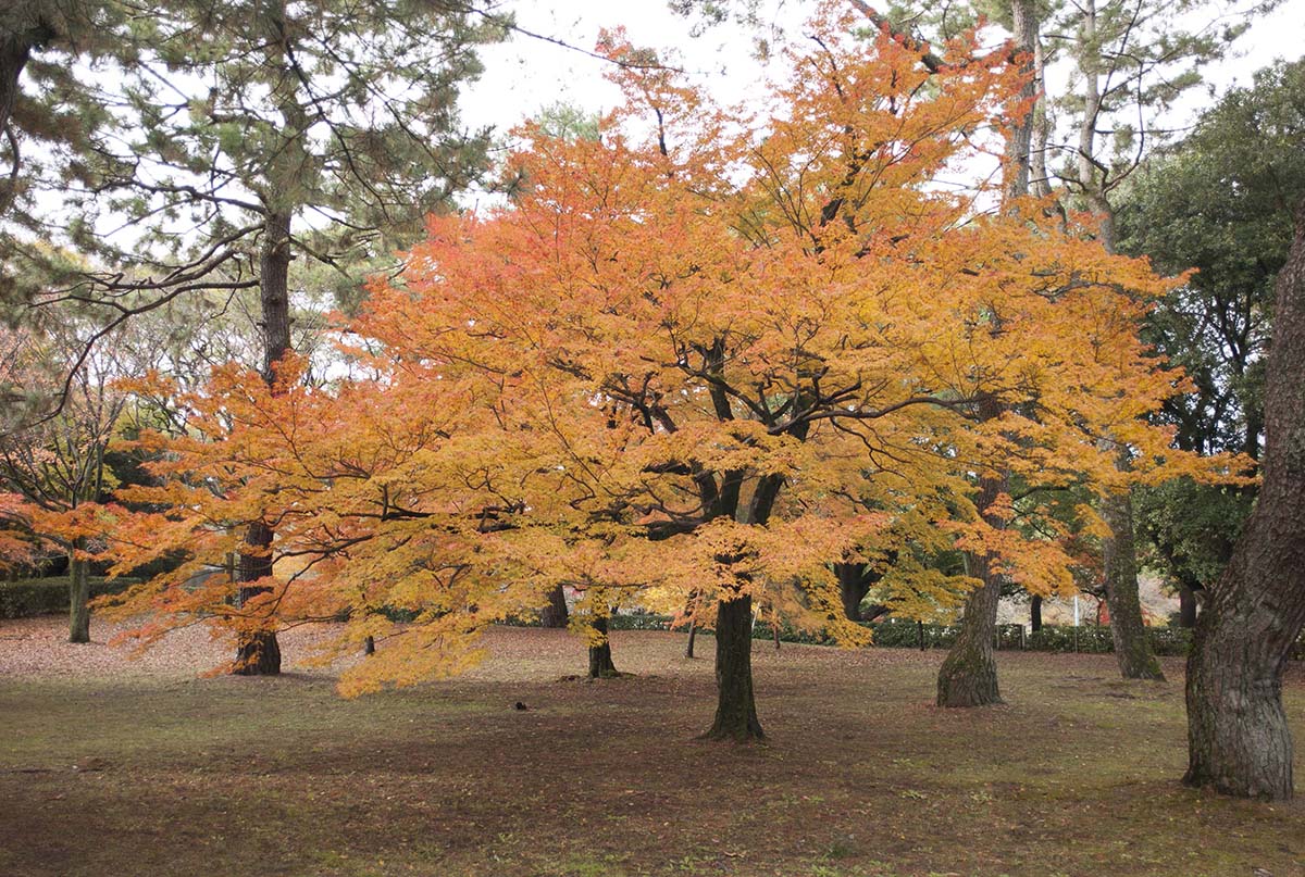 2012年京都御苑の紅葉