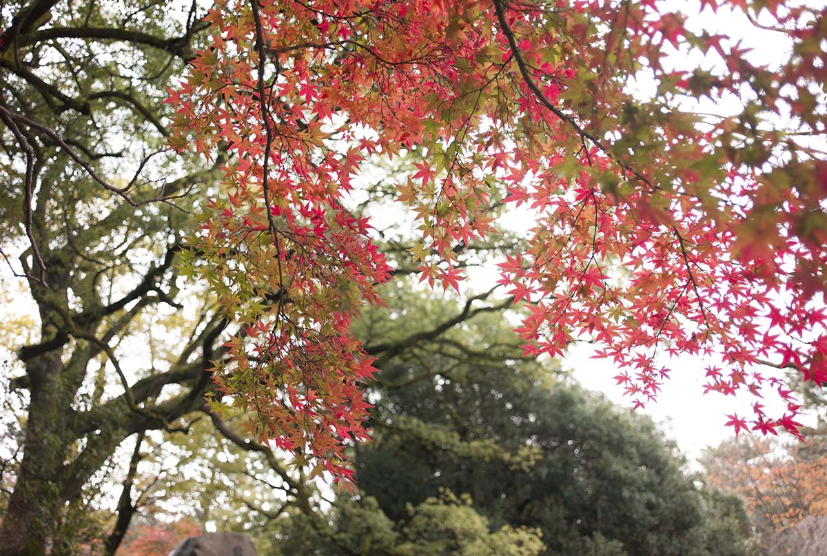 2012年京都御苑の紅葉