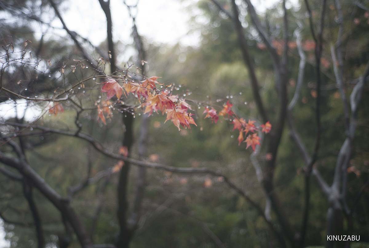 紅葉の終わった桂離宮