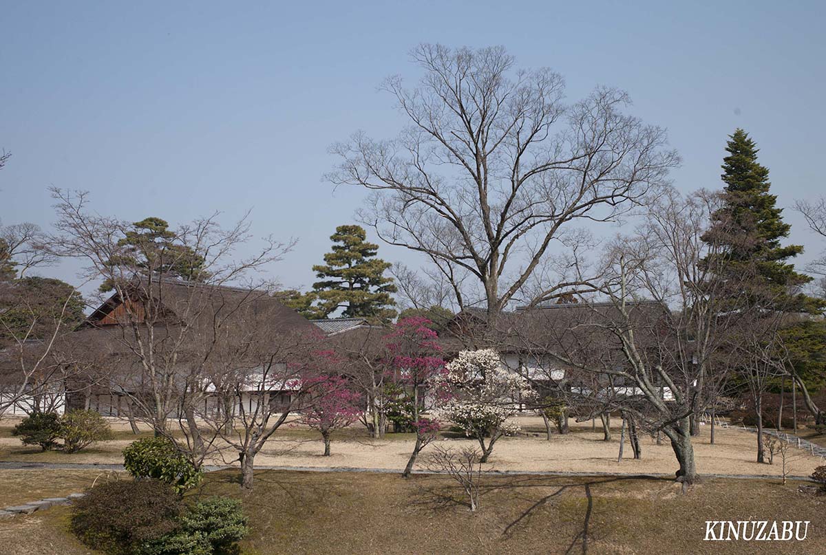 梅と桂離宮、京都