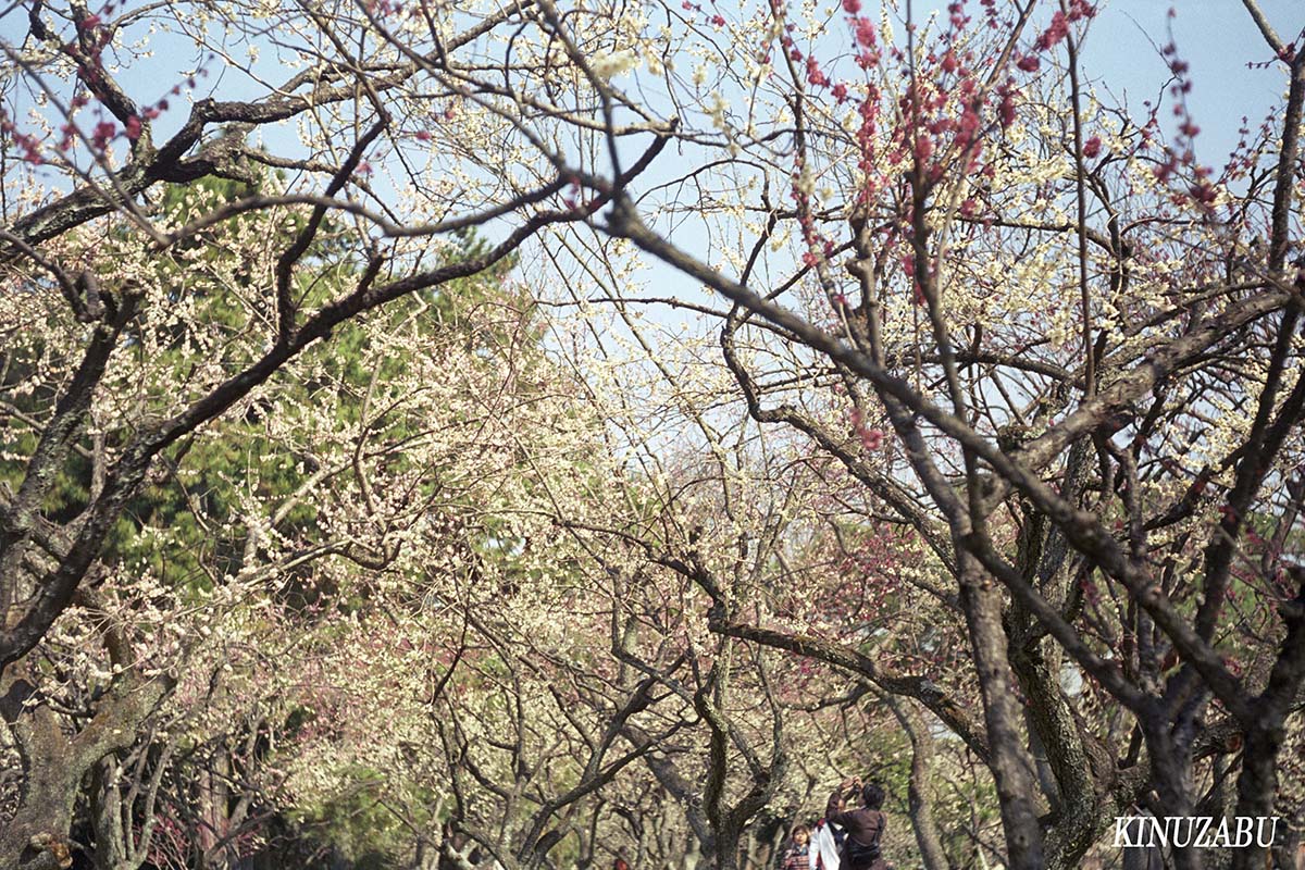 京都御苑の梅で春爛漫：Leitz Elmar f=5cm 1:3.5で撮影