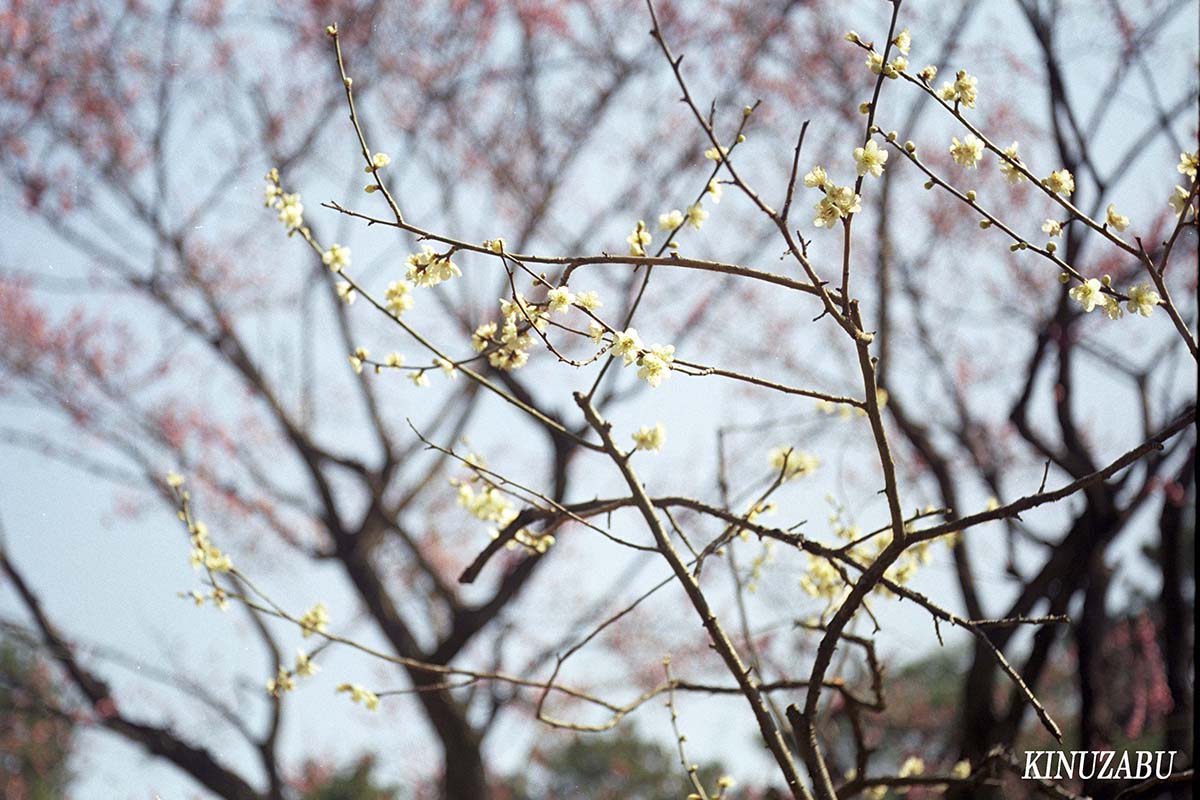 京都御苑の梅で春爛漫：Leitz Elmar f=5cm 1:3.5で撮影