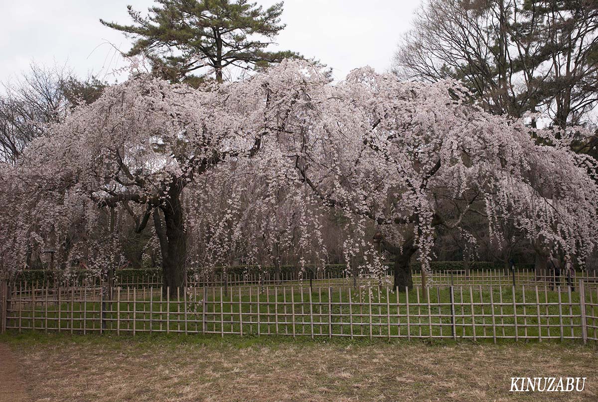 京都御苑の早咲きの桜、糸桜など