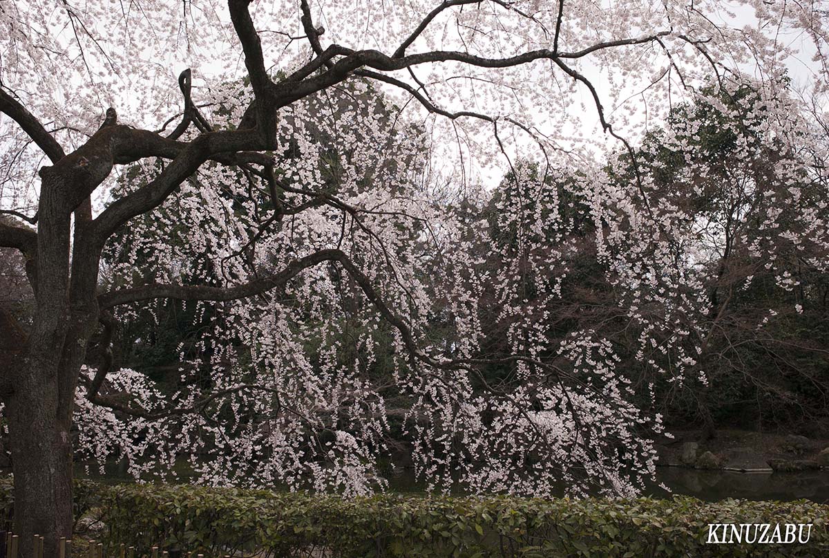 京都御苑の早咲きの桜、糸桜など