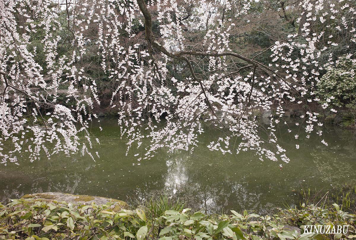 京都御苑の早咲きの桜、糸桜など