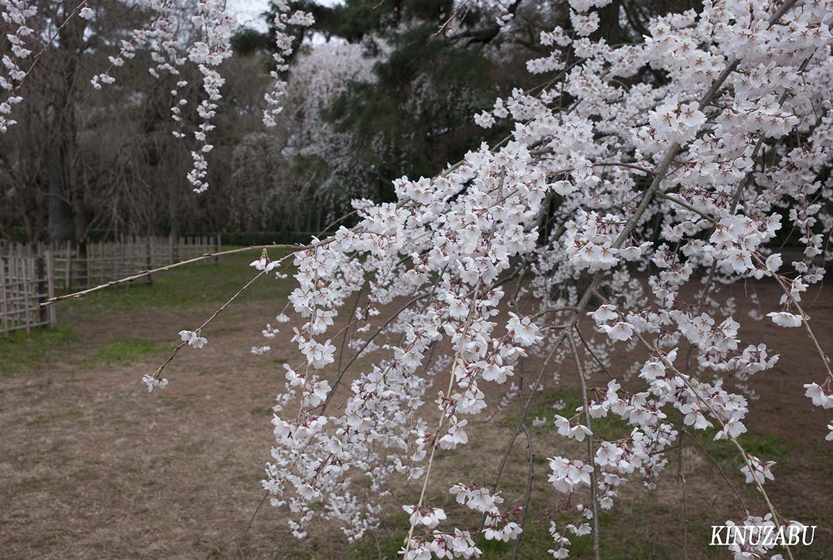 京都御苑の早咲きの桜、糸桜など