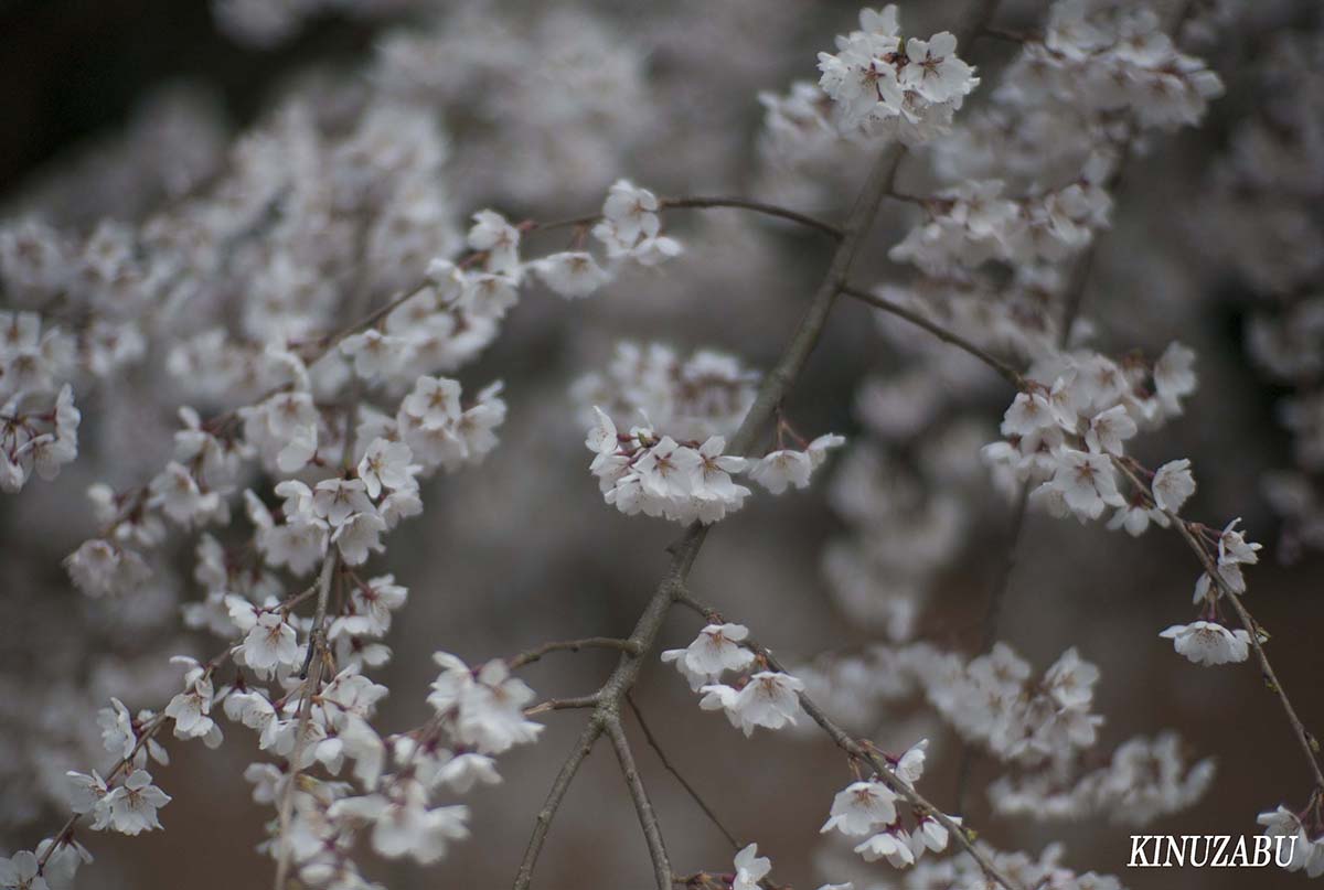 京都御苑の早咲きの桜、糸桜など