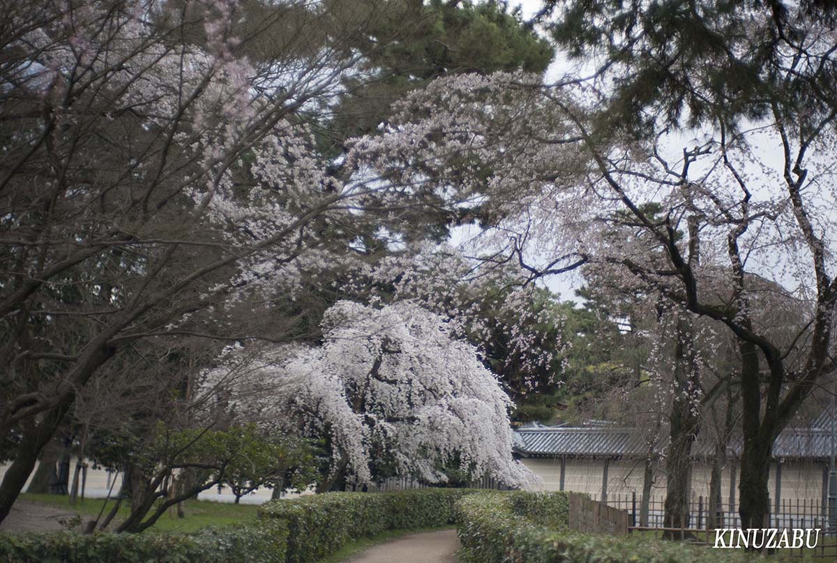 京都御苑の早咲きの桜、糸桜など