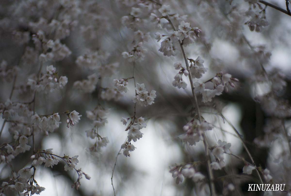 京都御苑の早咲きの桜、糸桜など